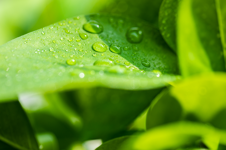 廿四节气 | 白露凝秋，敛阳润燥正当时！